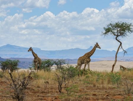 giraffes-african-landscape_181624-30119